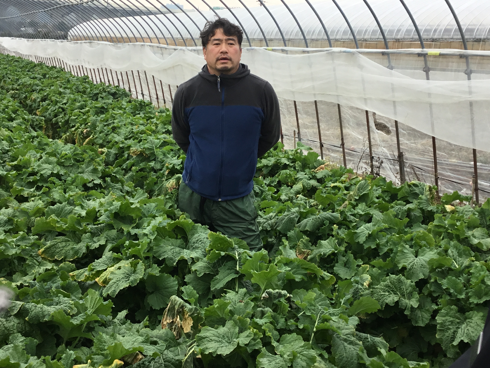 京野菜 花菜