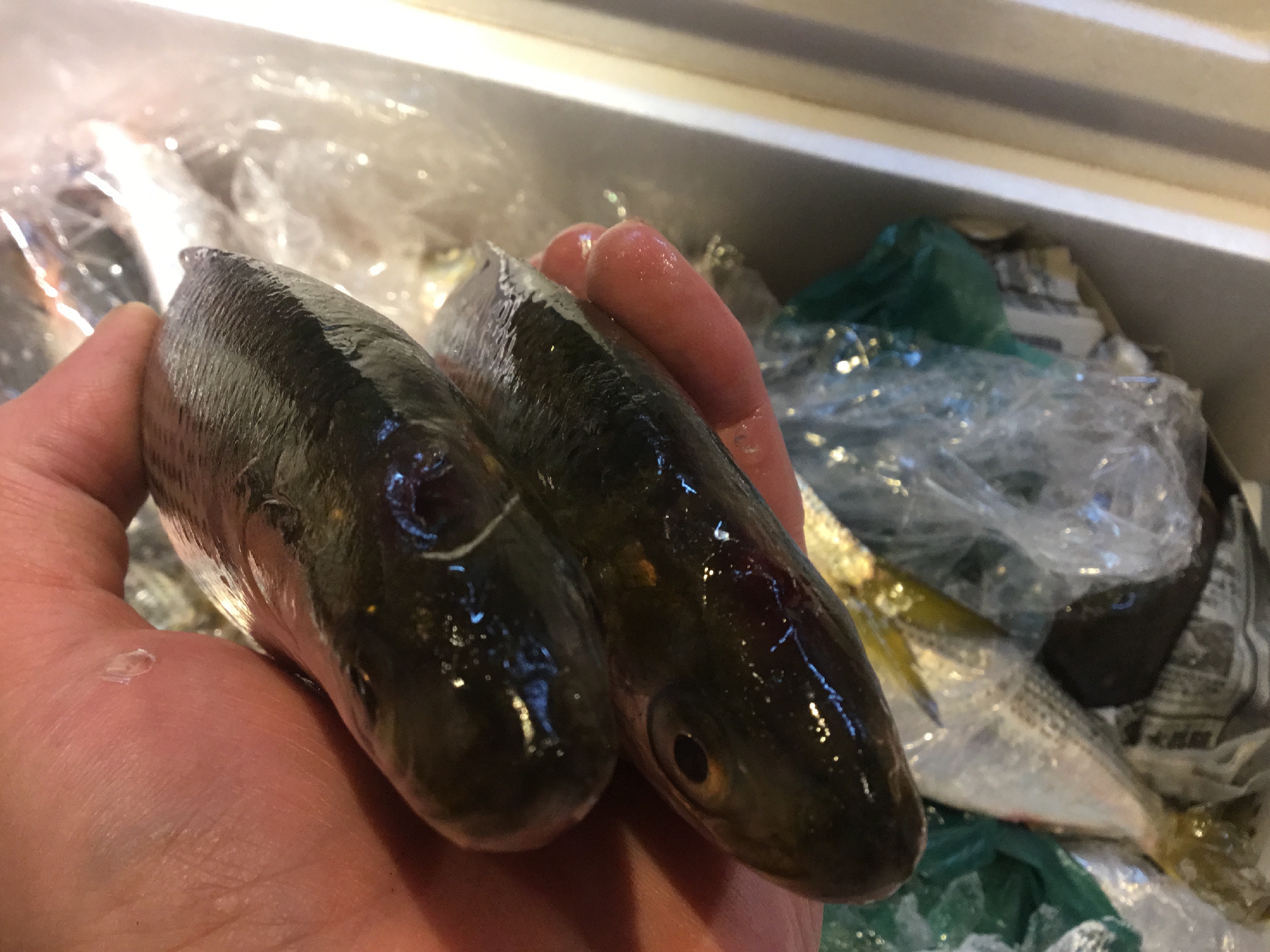 新しい試み