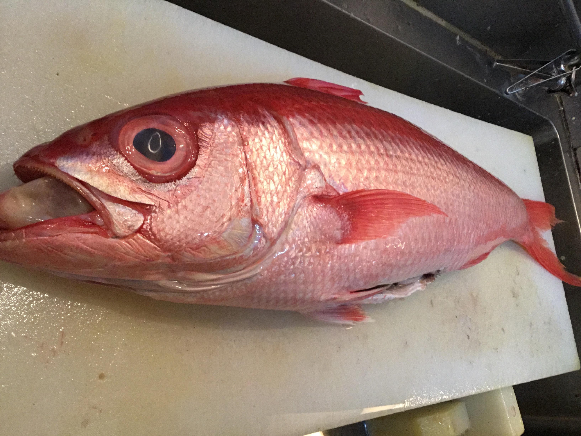 和味 凜 幻の魚 伊豆半島 伊東 浜鯛が入荷しております