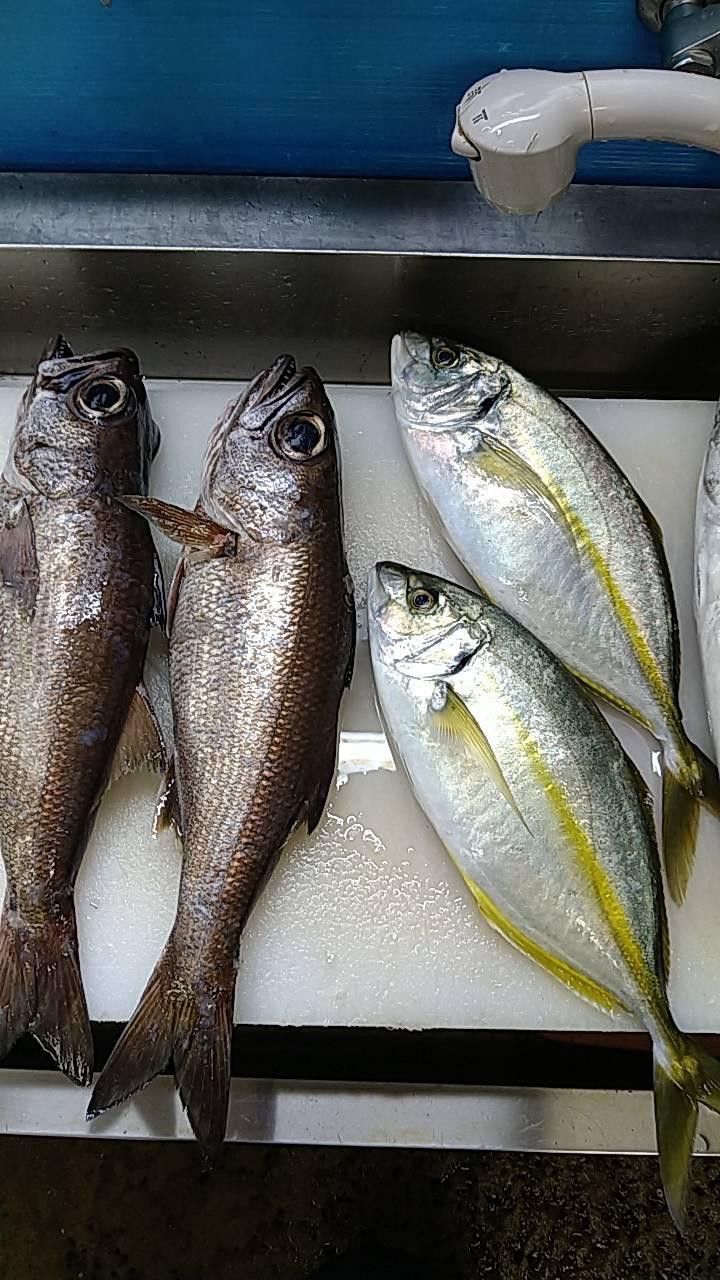 五島列島　福江島の魚たち
