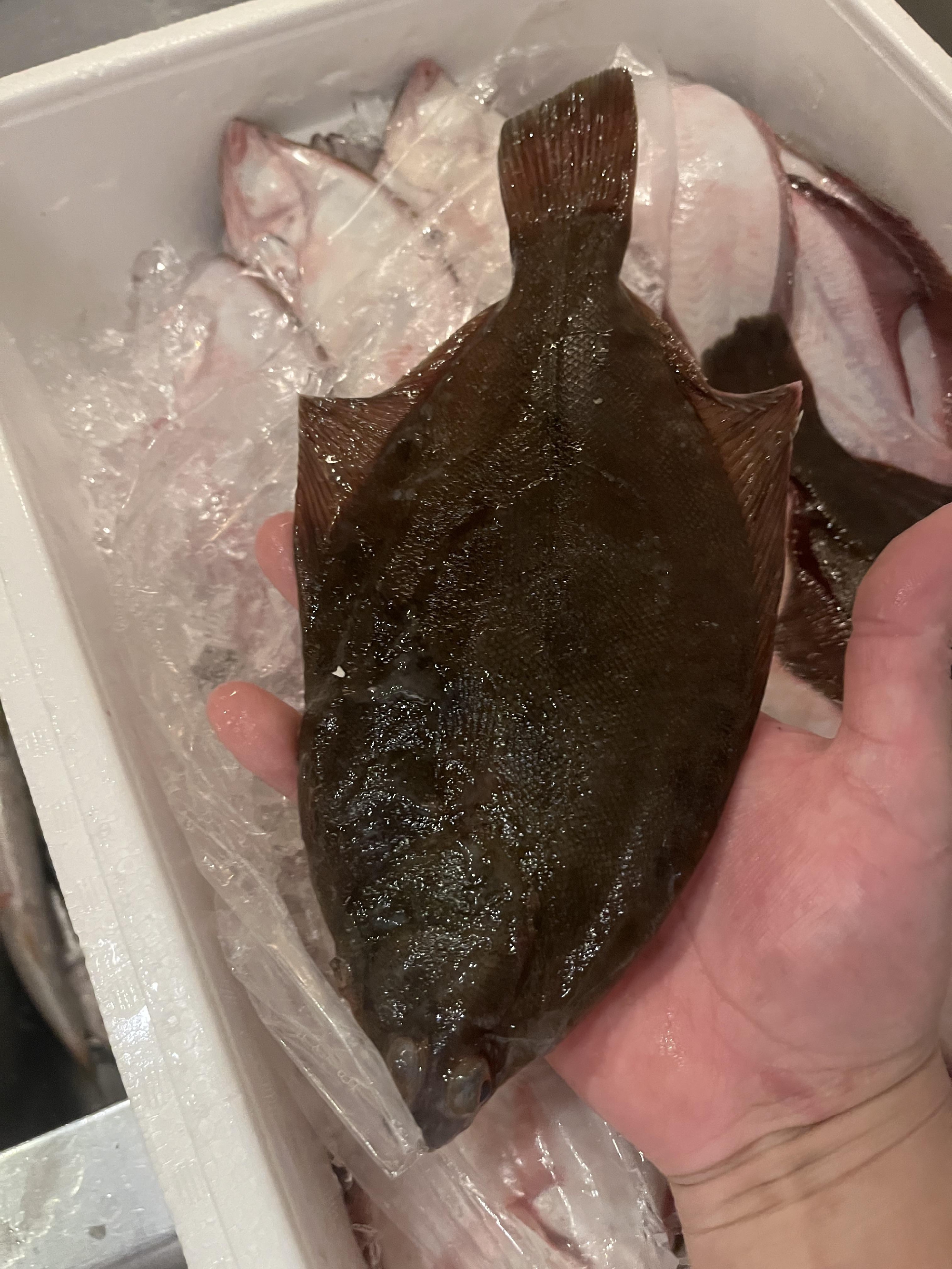 今週のランチ　おすすめ