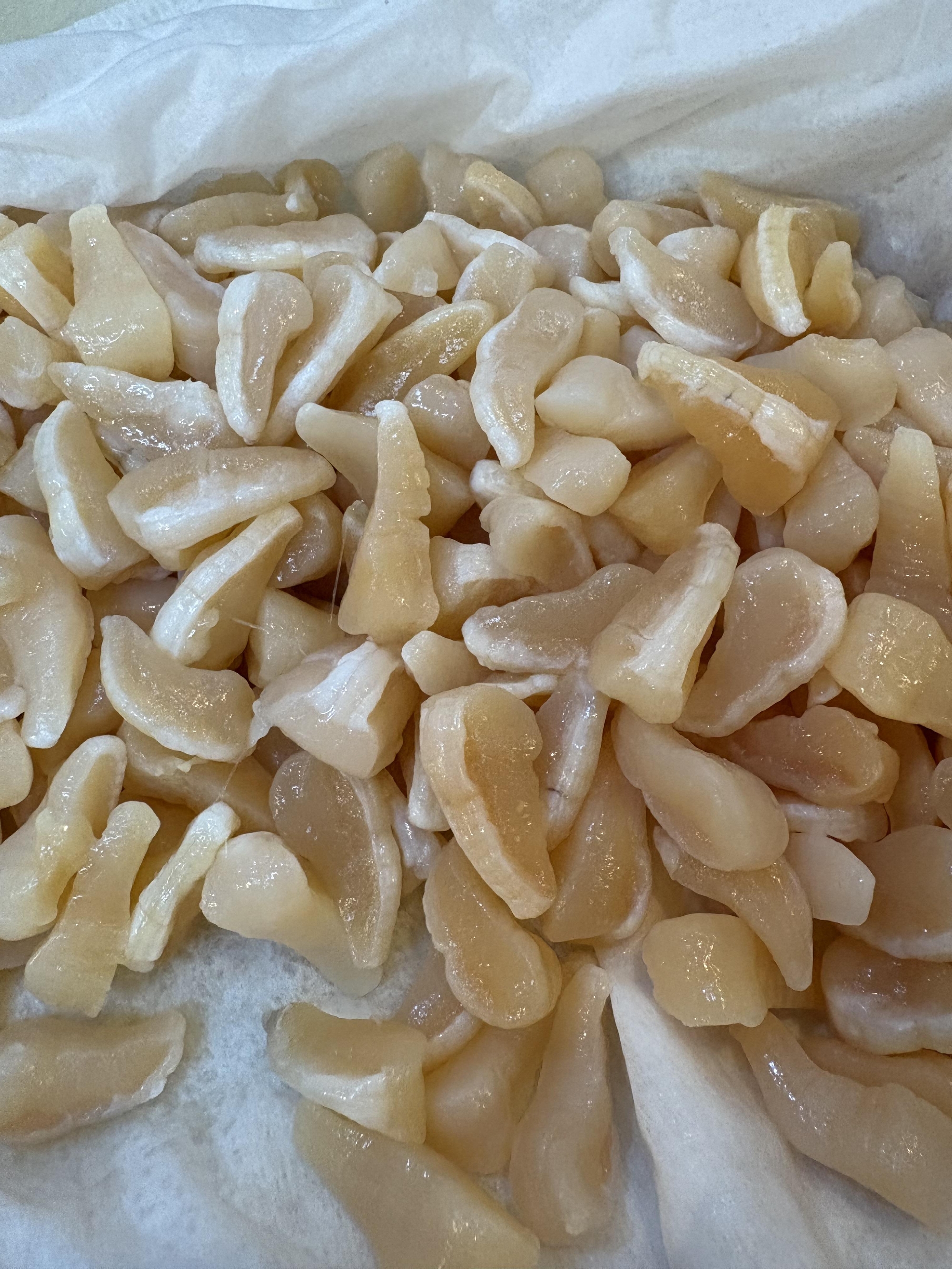 愛媛　宇和島のアコヤ貝　貝柱