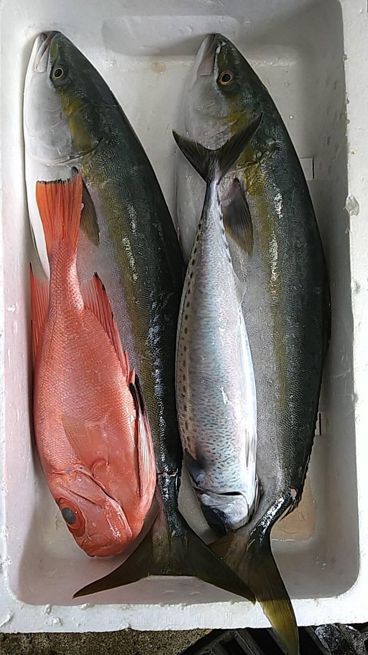 五島列島の魚たち