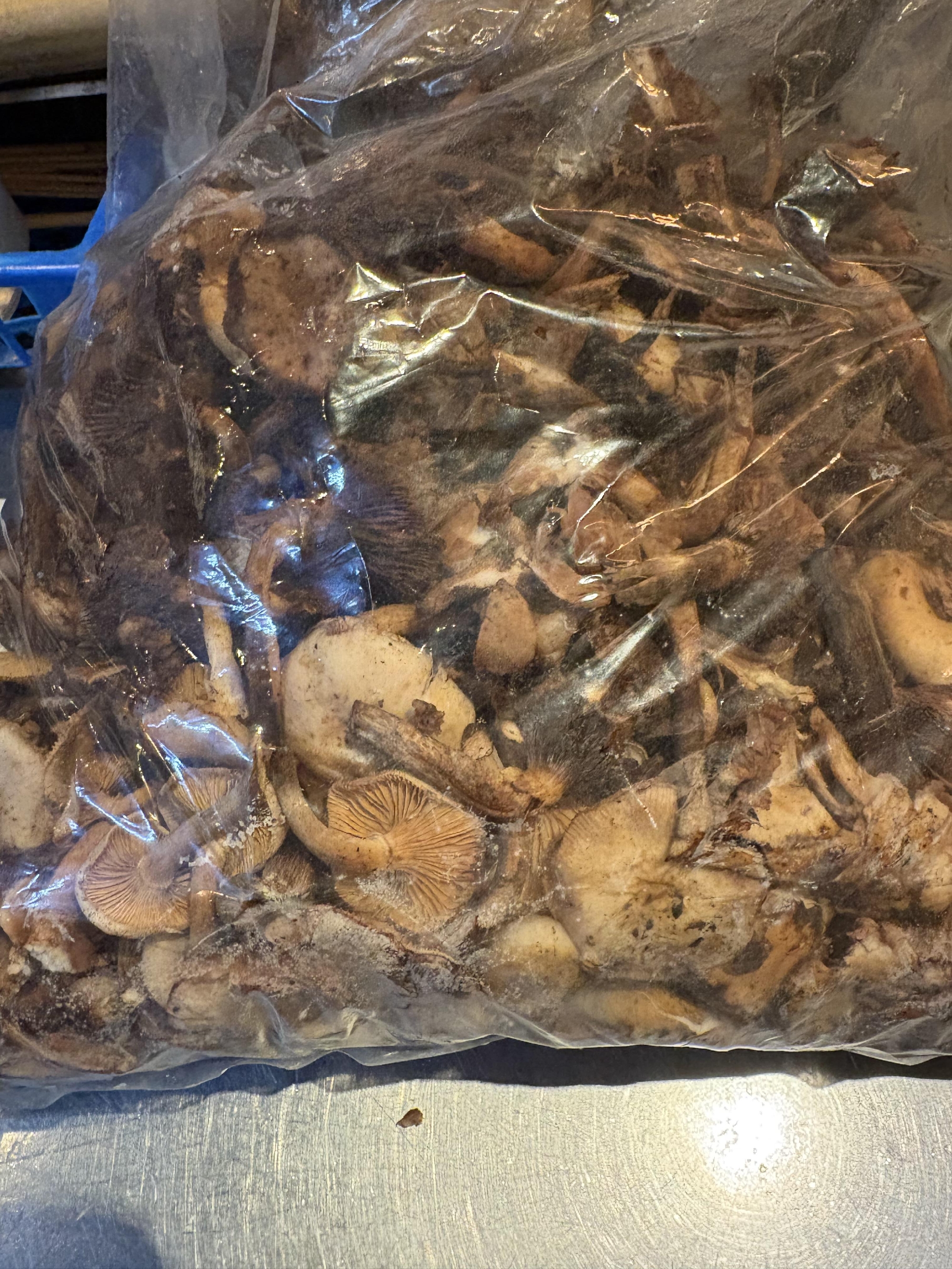 天然木の子　ナラタケ