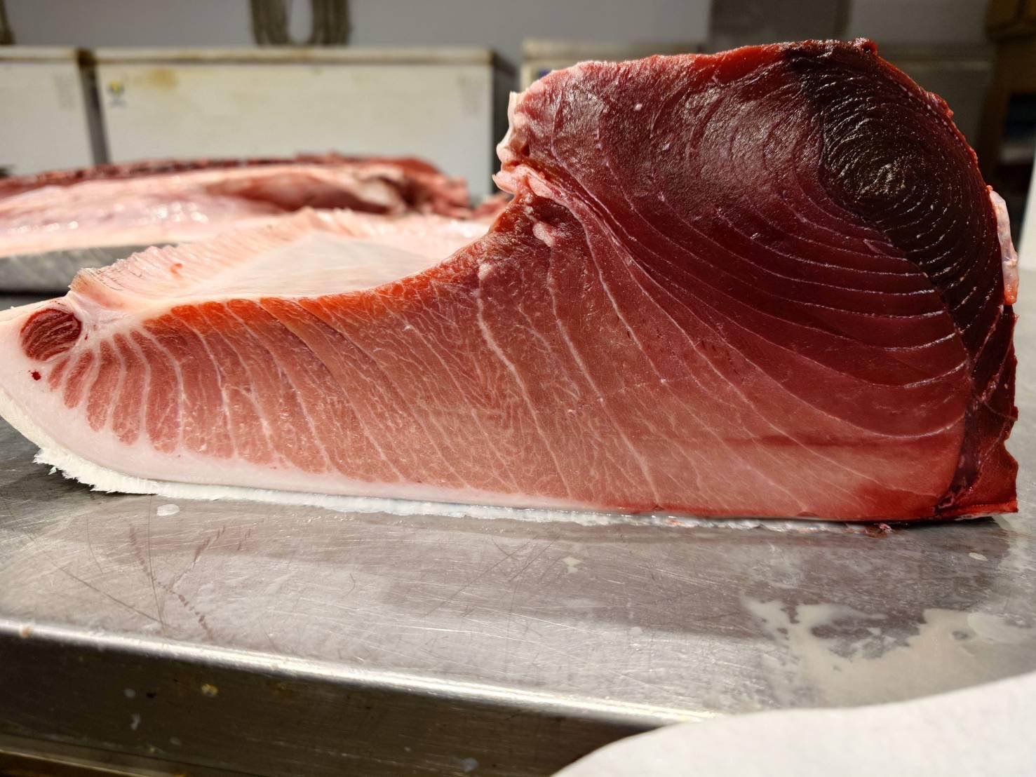 北海道　南茅部　１２３キロ　天然生本マグロ