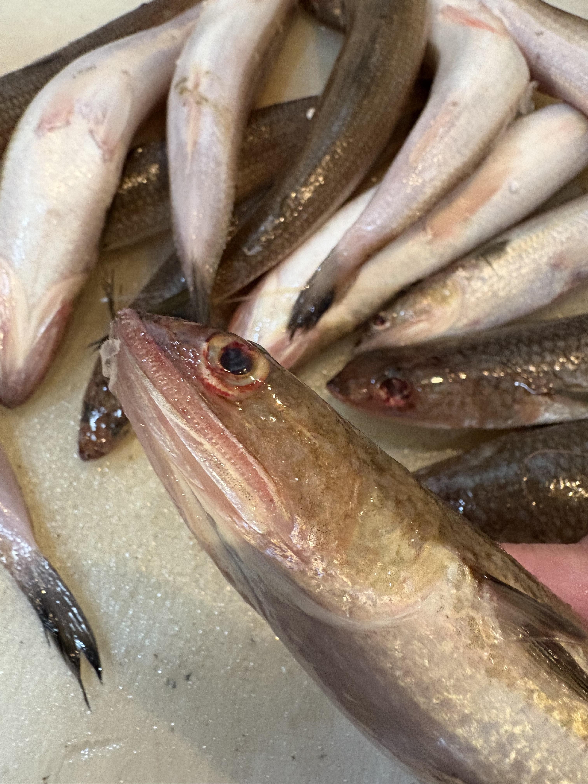 しまなみ海道　エソ