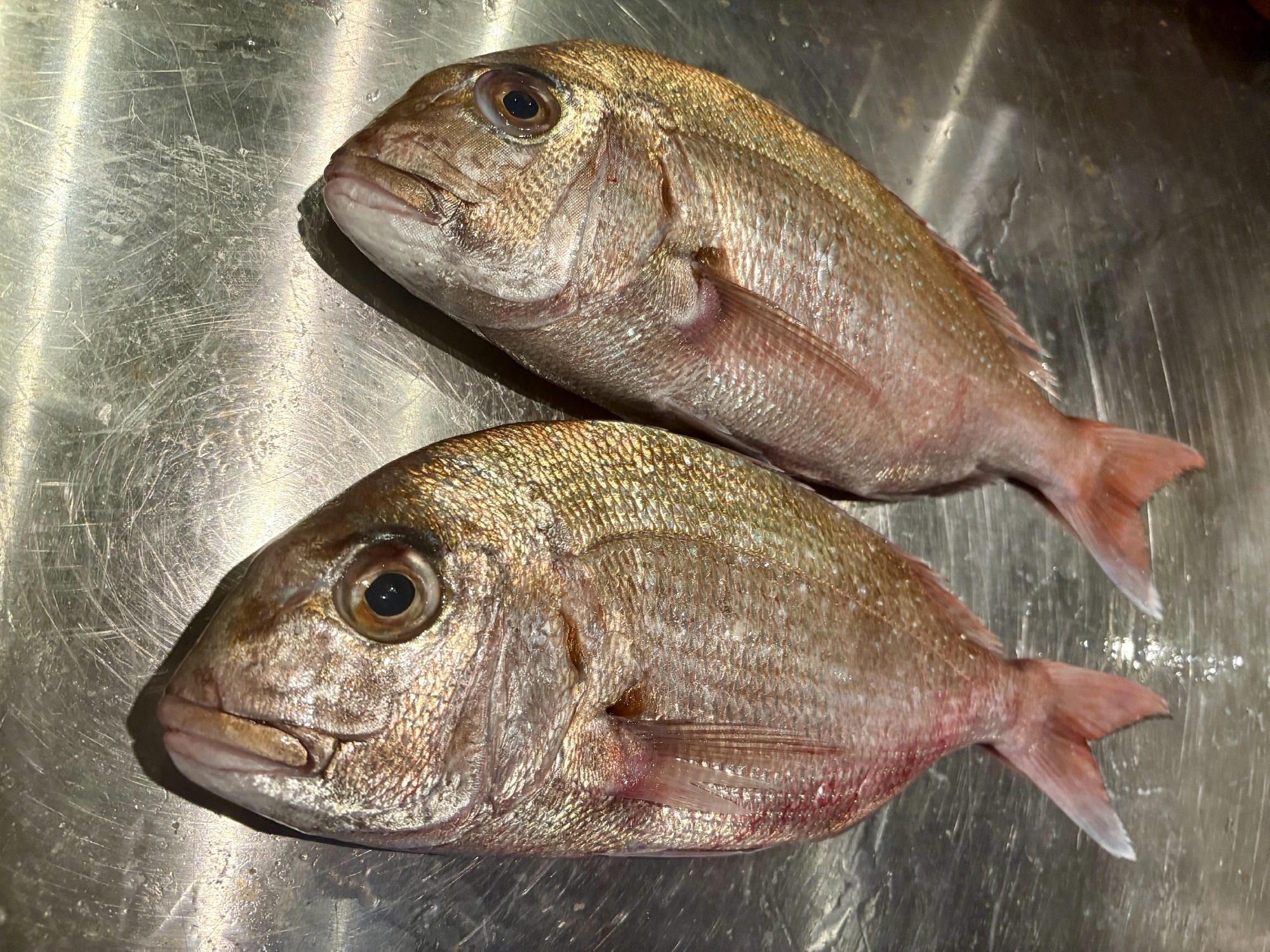 しまなみ海道　大島　漁師　藤本さんの神経〆天然真鯛