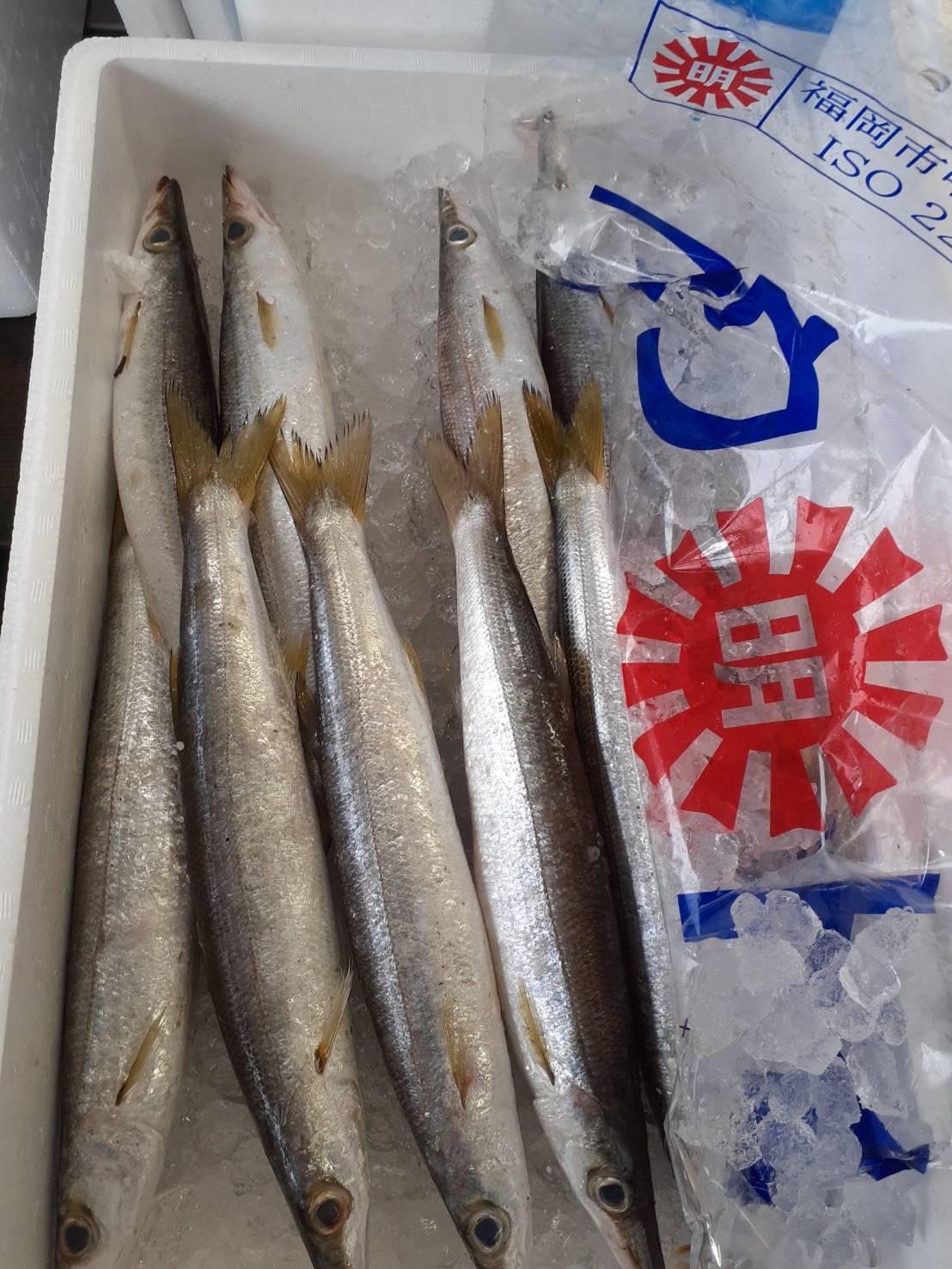 九州　福岡のカマス