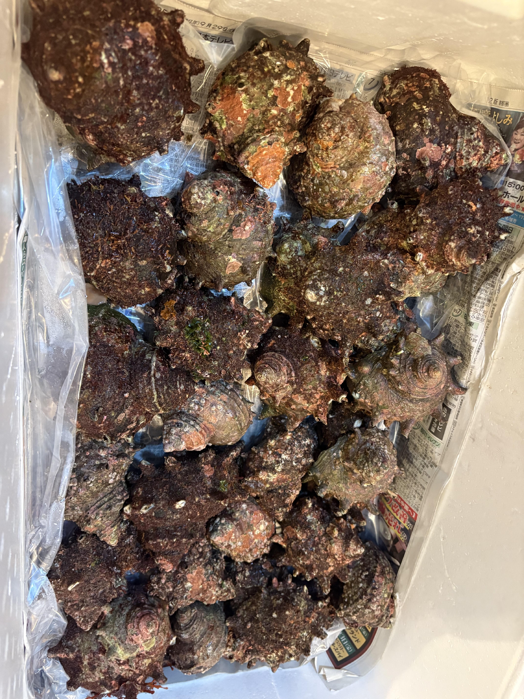 三浦半島　活サザエ　