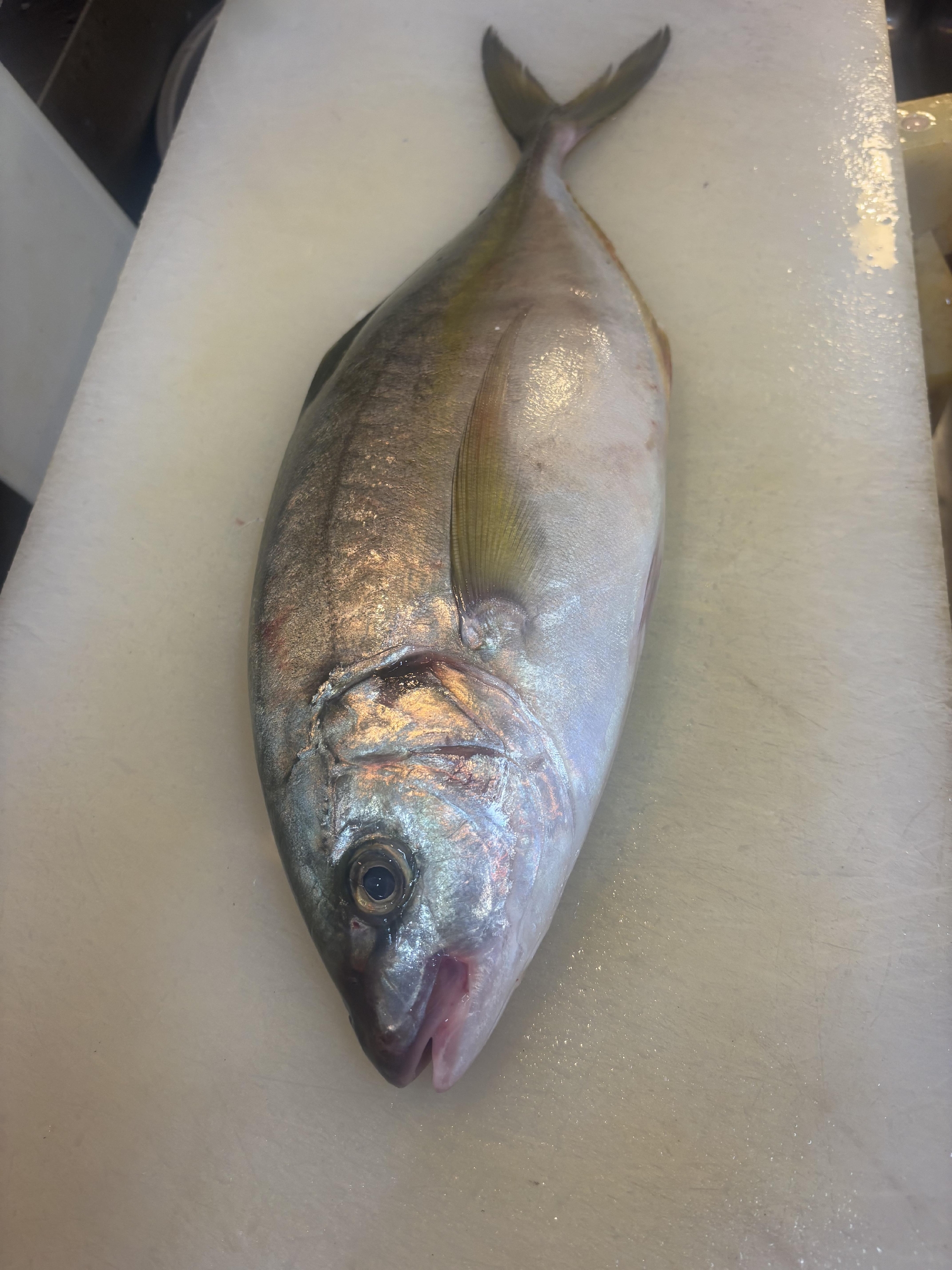 愛媛　愛南の天然シマアジ