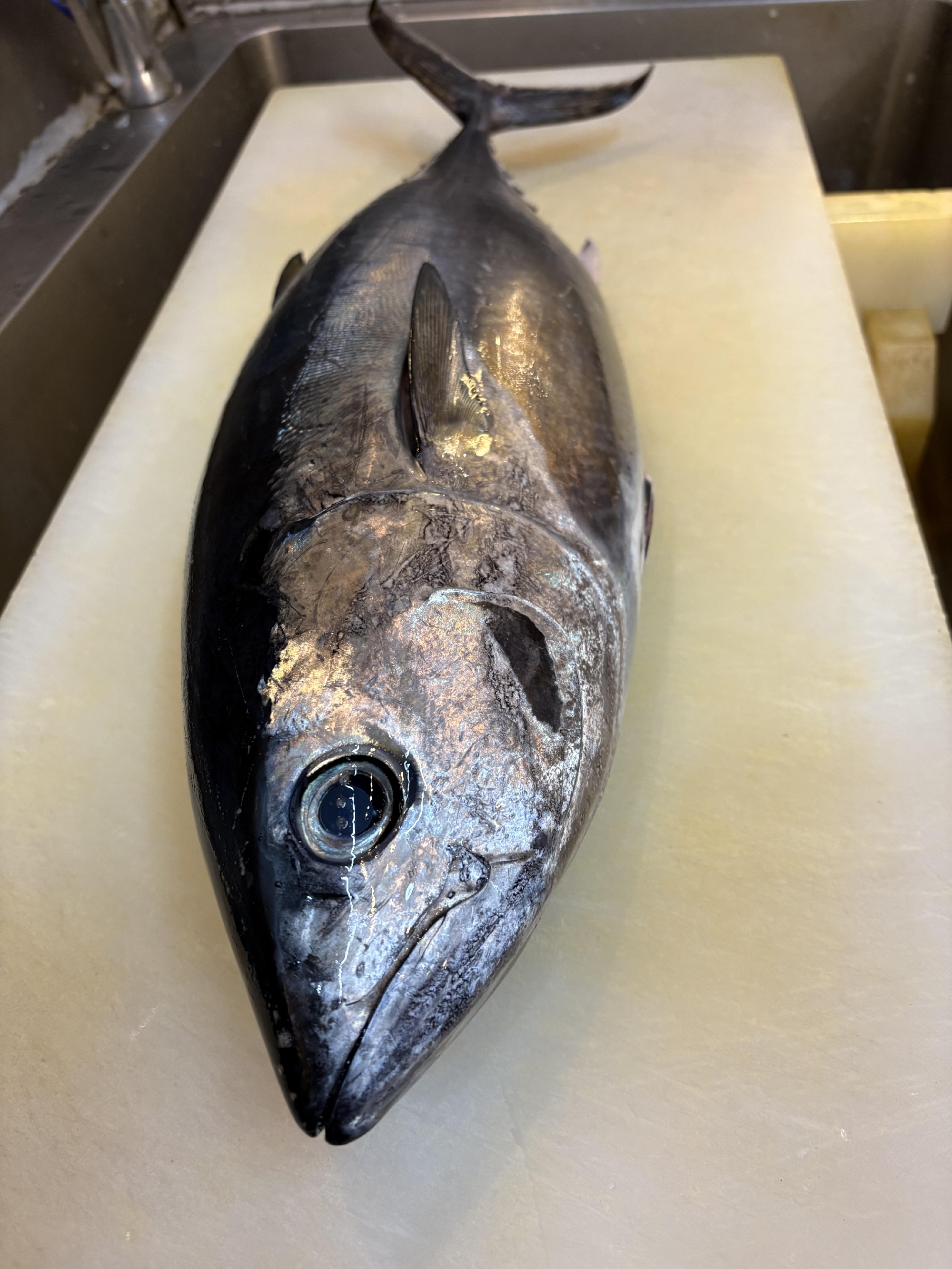 南房総 活〆メジマグロ