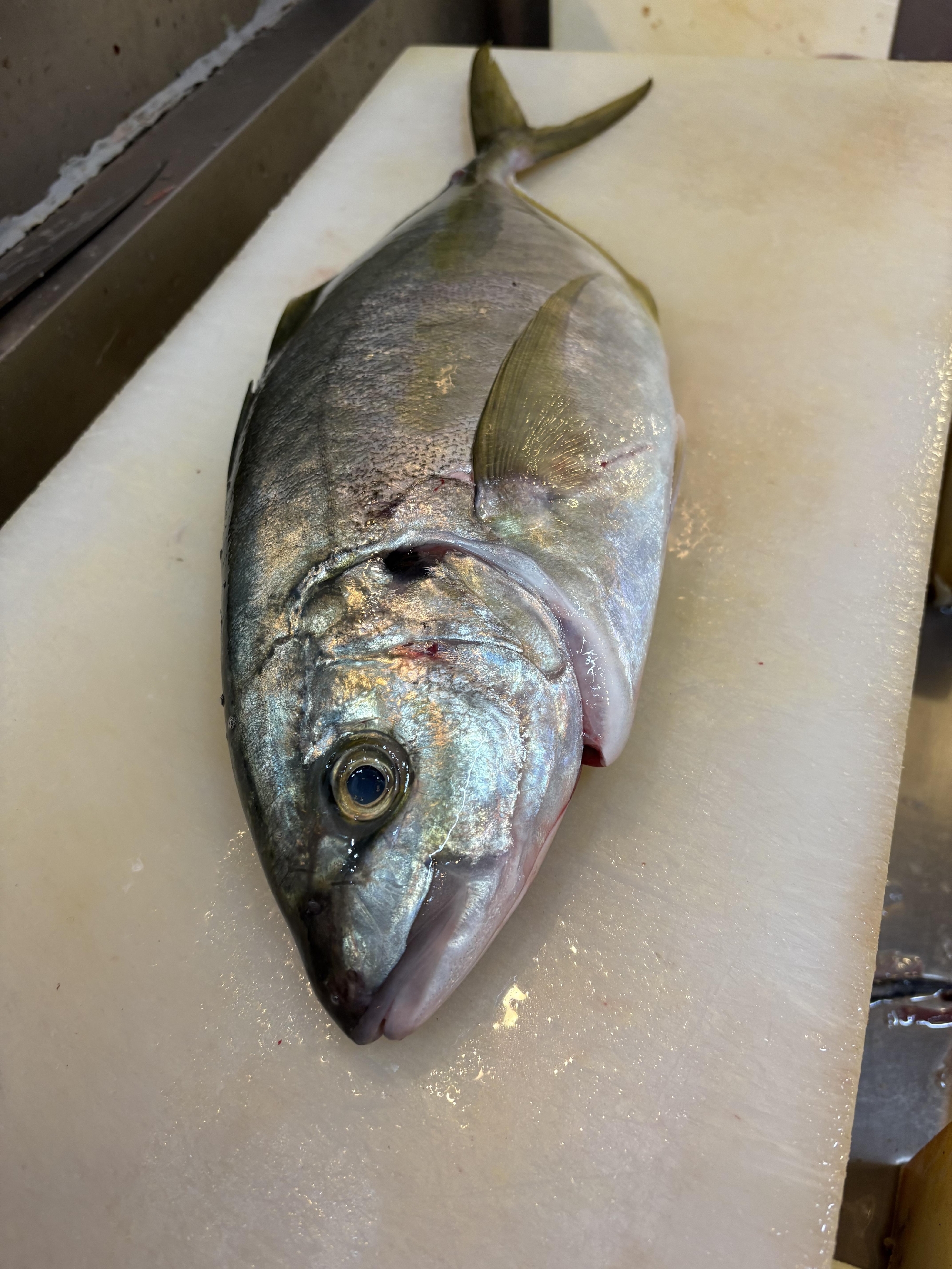 紀伊長島 神経〆天然シマアジ