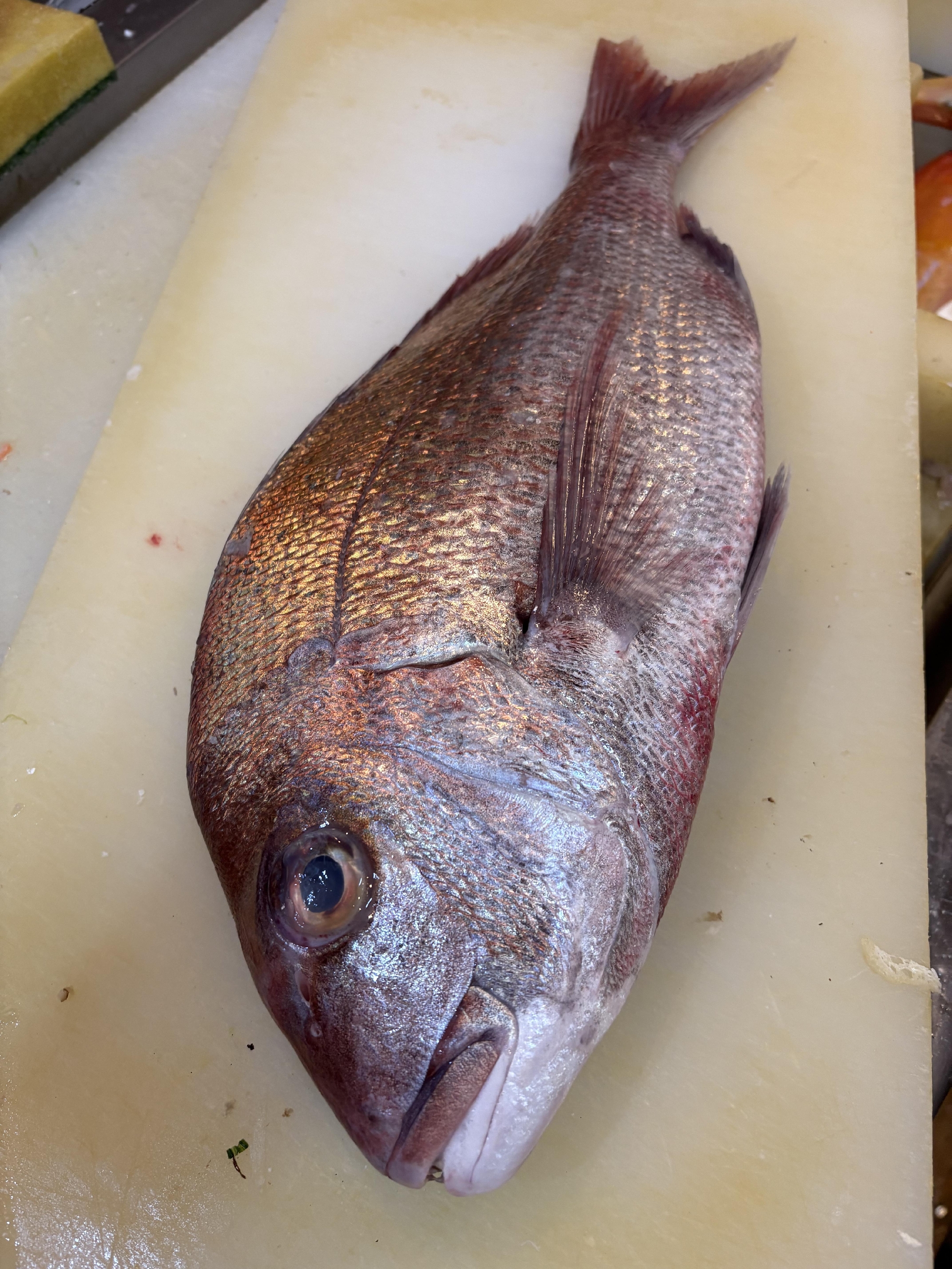 今季1番の天然真鯛