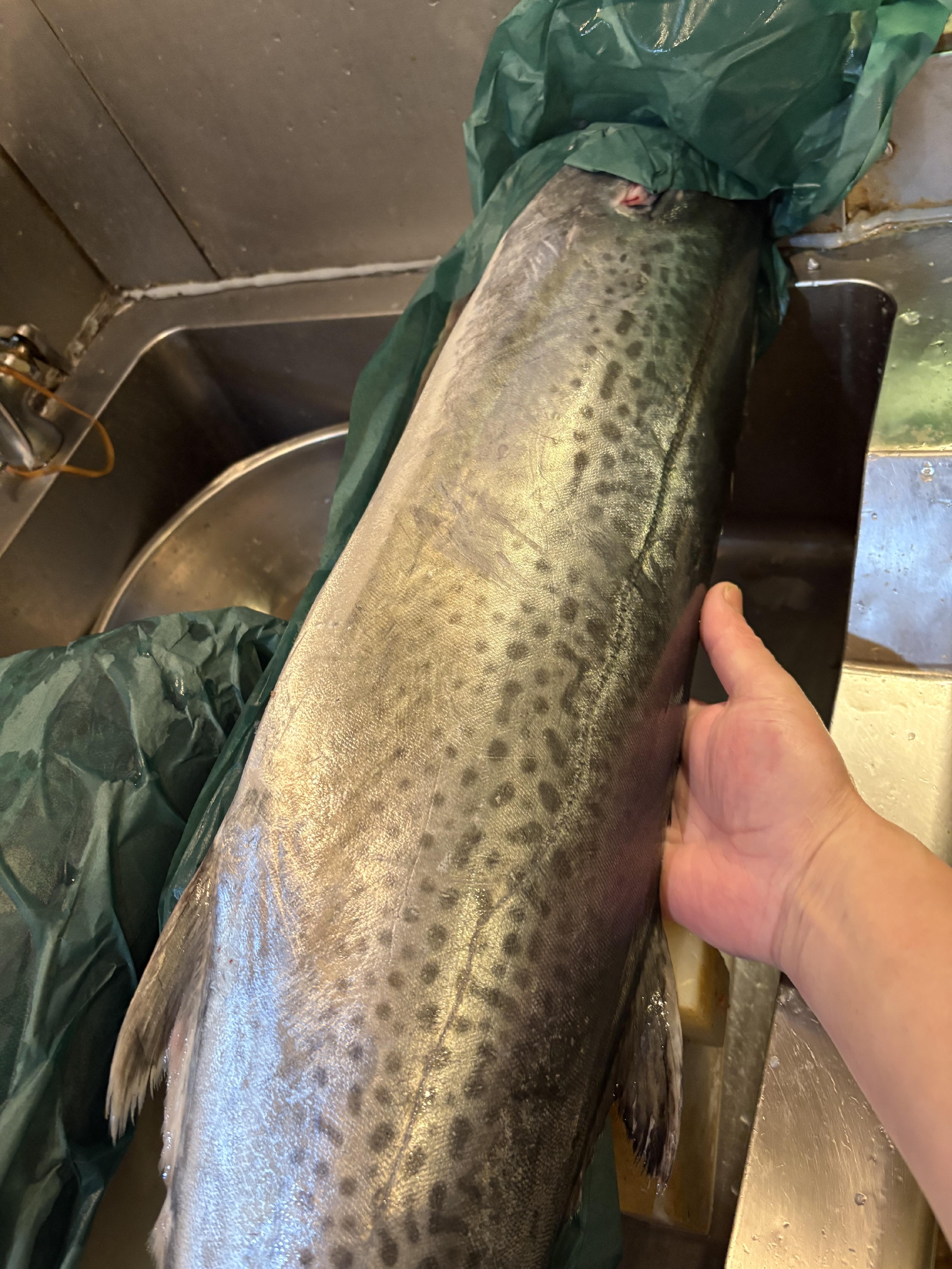 福井　特大寒サワラ