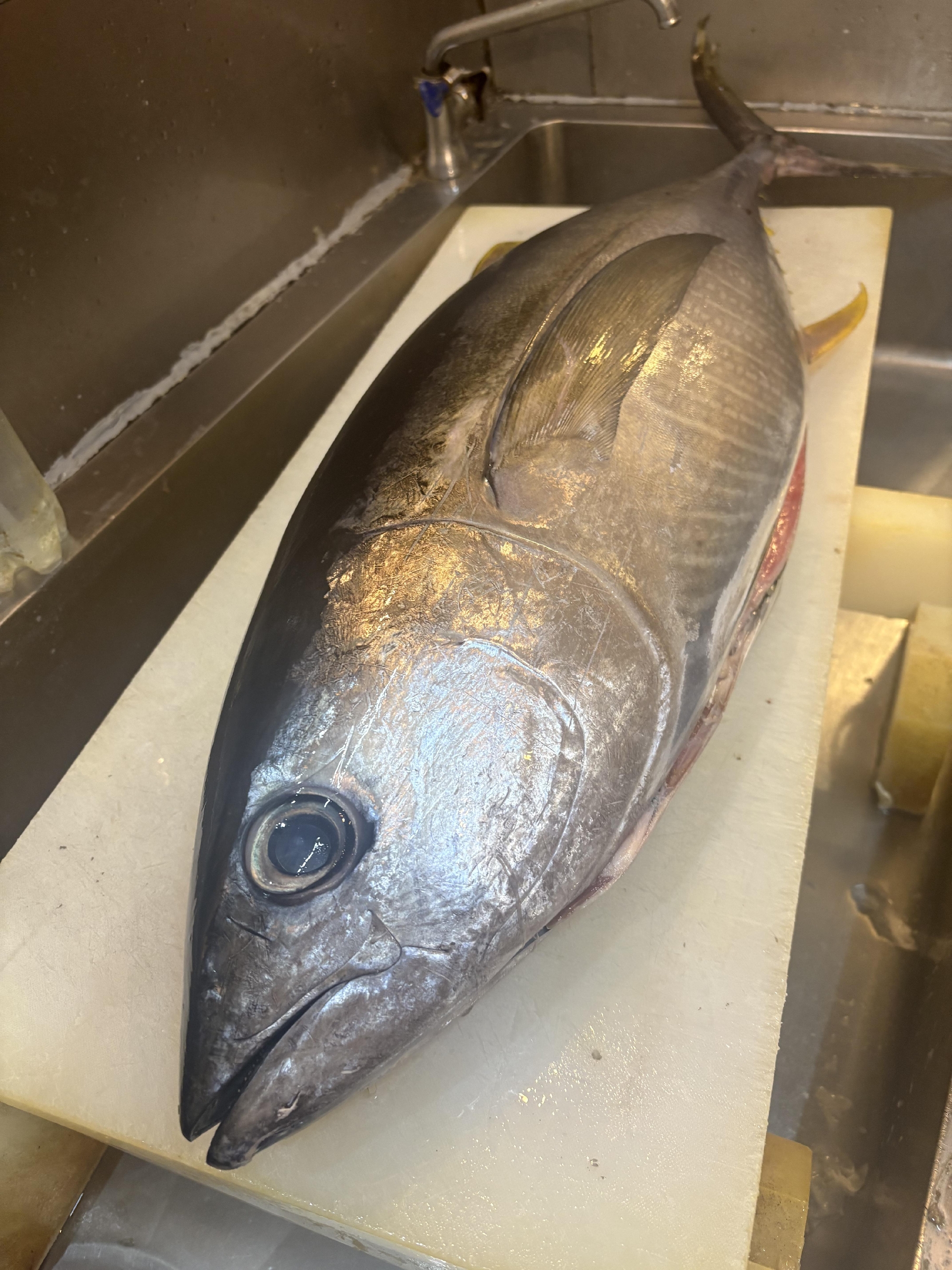 五島列島　福江島　活〆キハダマグロ