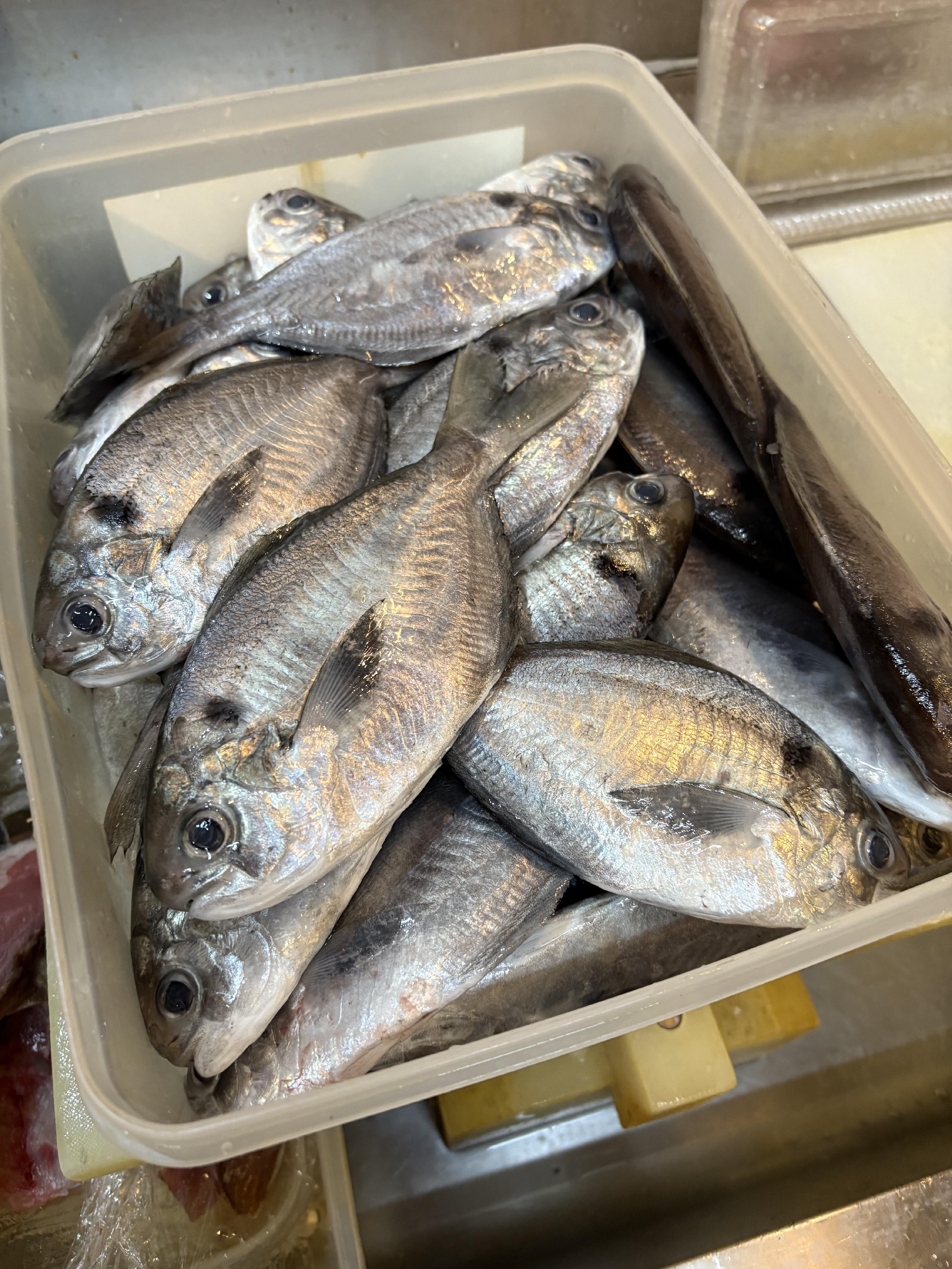 南房総　エボ鯛