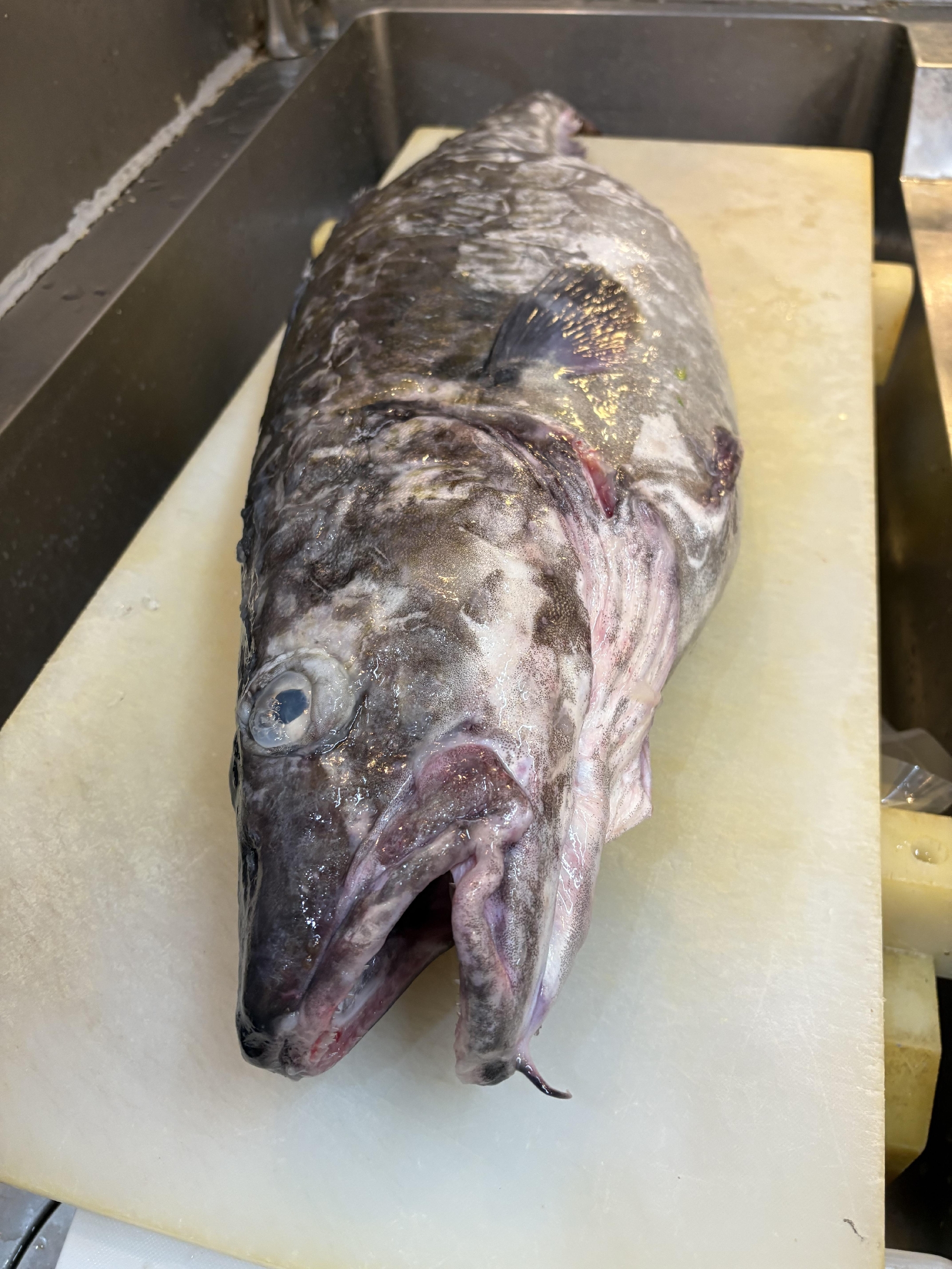 北海道　礼文島産　活締め真鱈