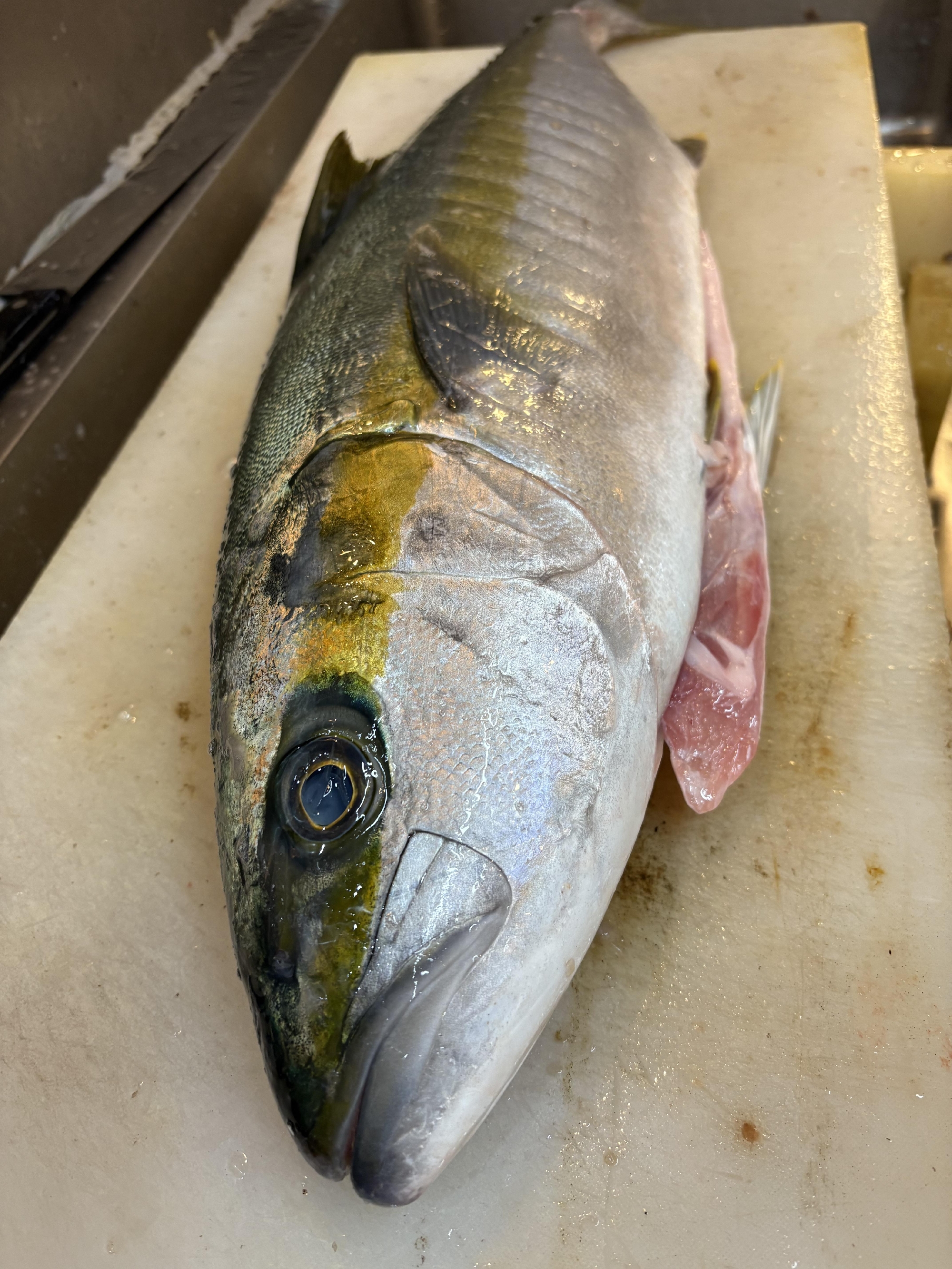 五島列島 福江島 神経〆天然ヒラマサ