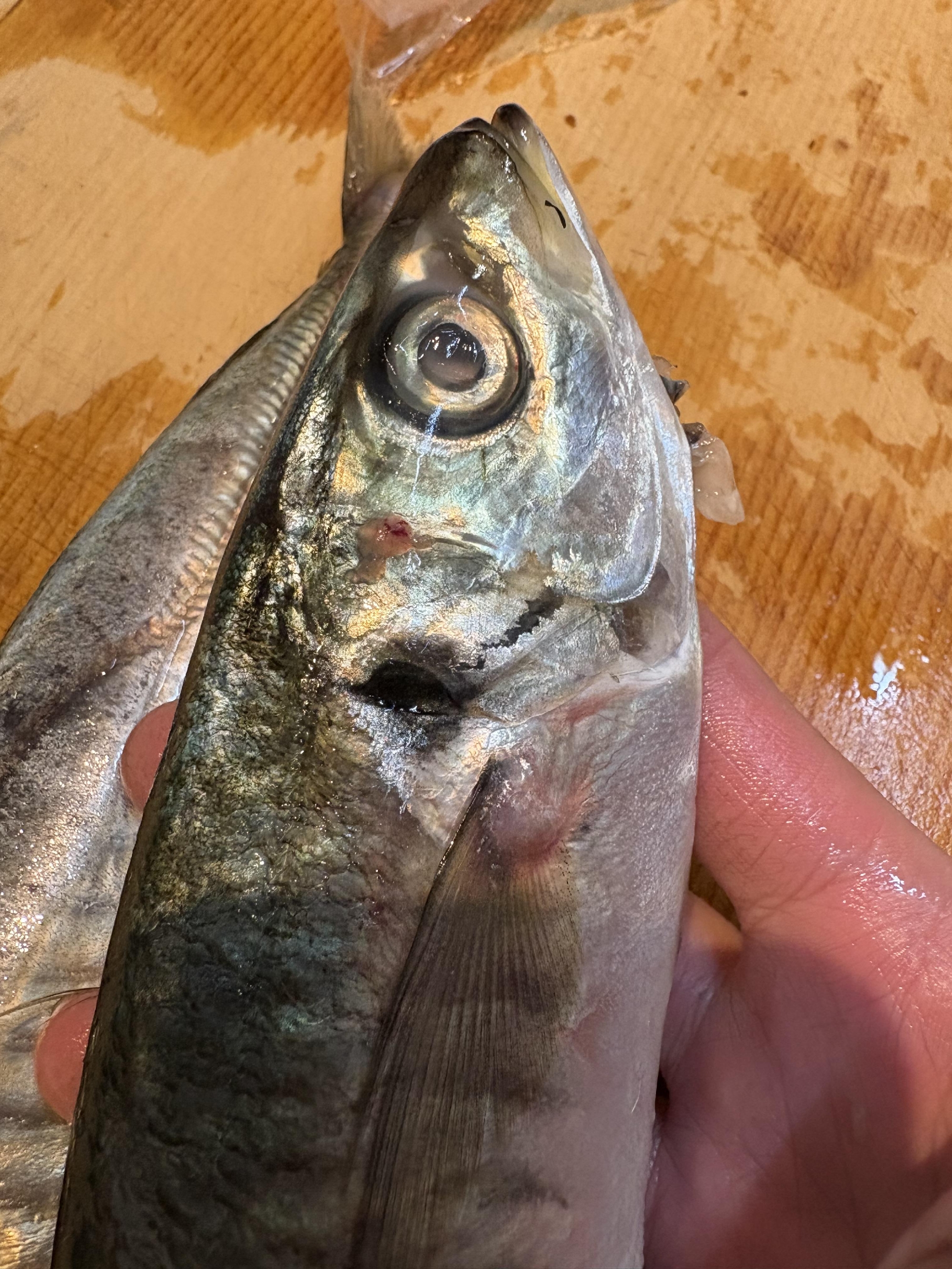 三浦半島　マルアジ