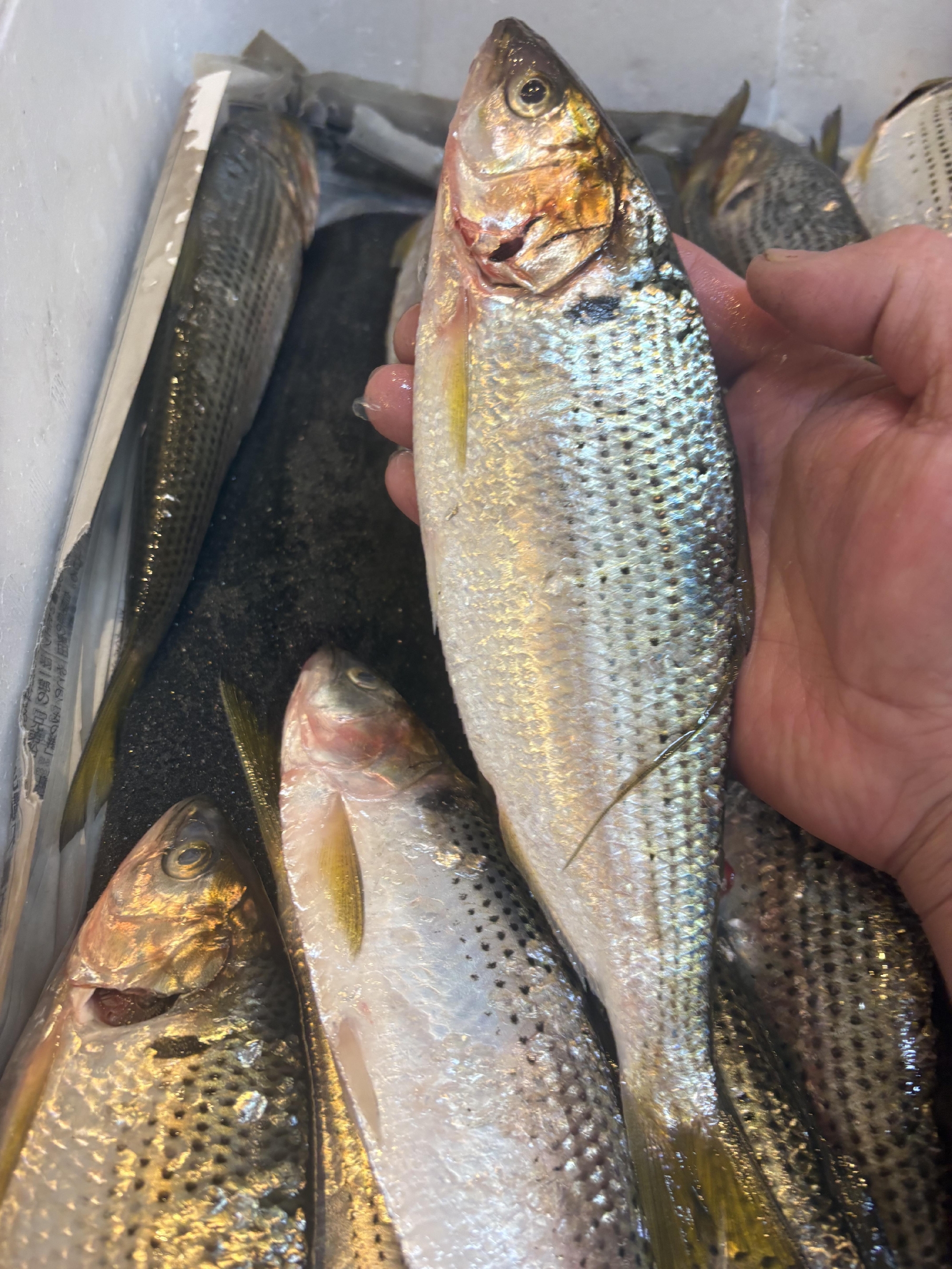 京都 宮津の活〆コノシロ