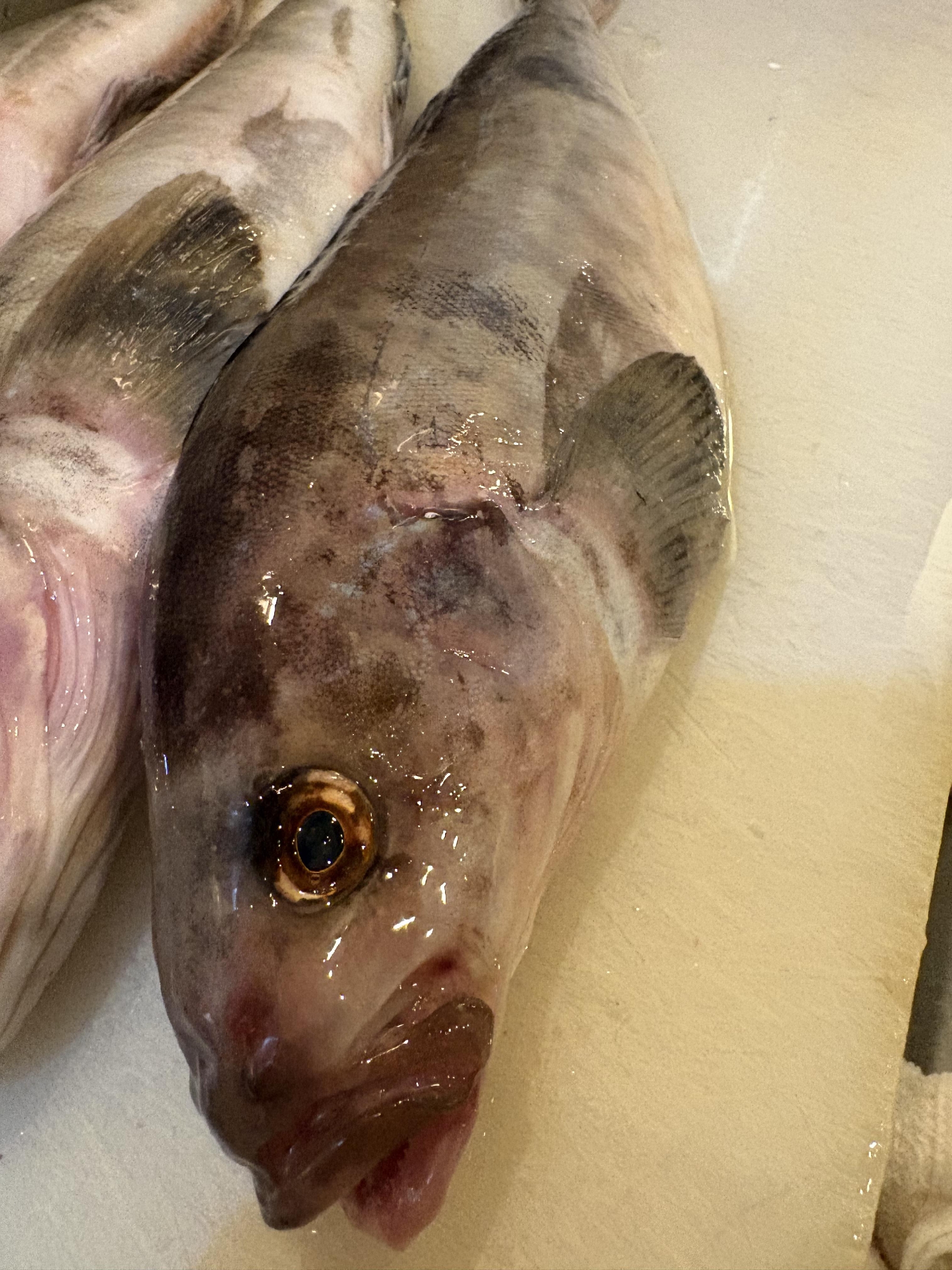 青森　津軽半島　小泊　釣り物　真ほっけ