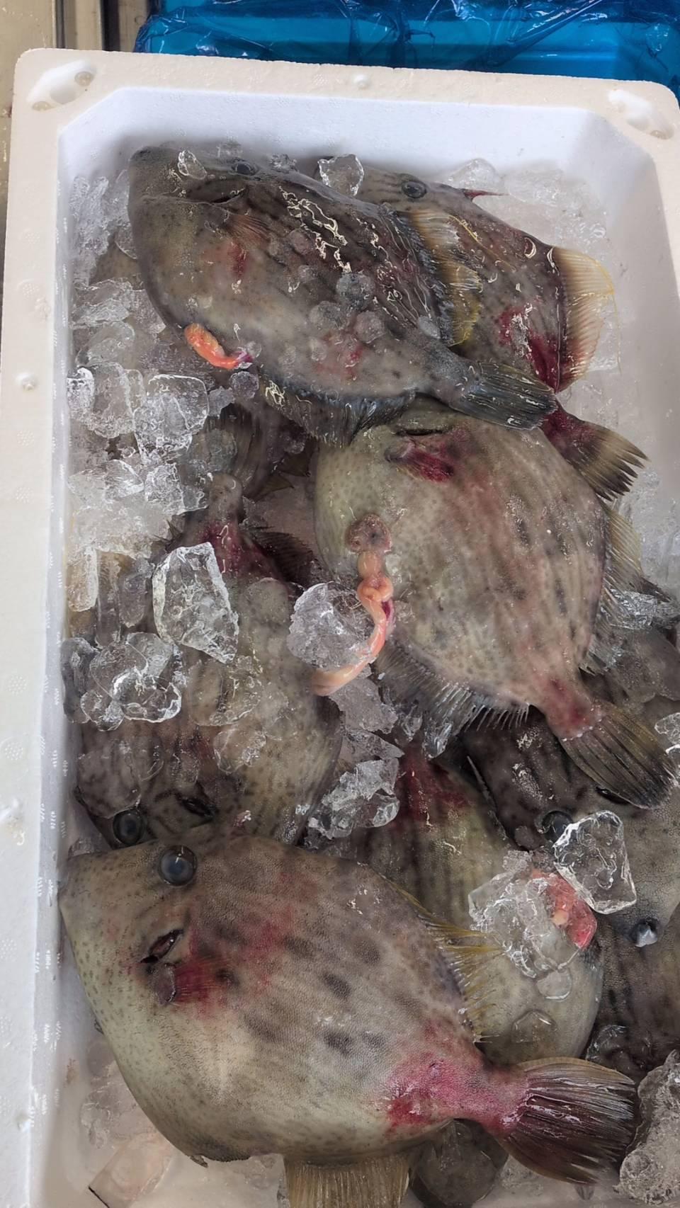 南房総　カワハギ